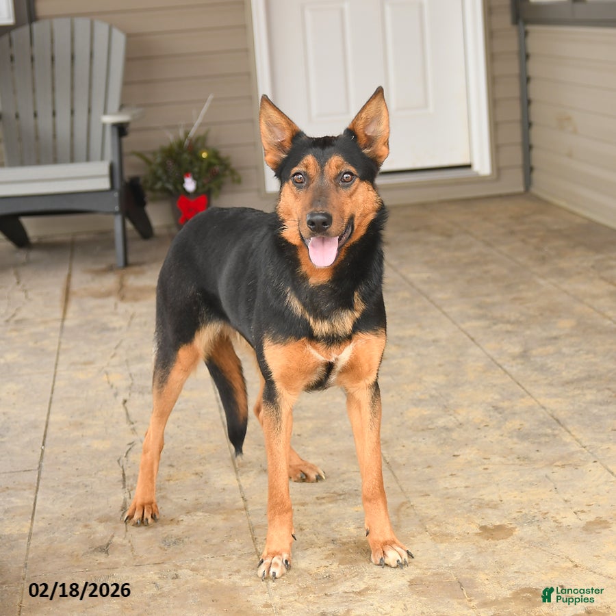 Mixed Breed dogs Cassie   - Ad 2