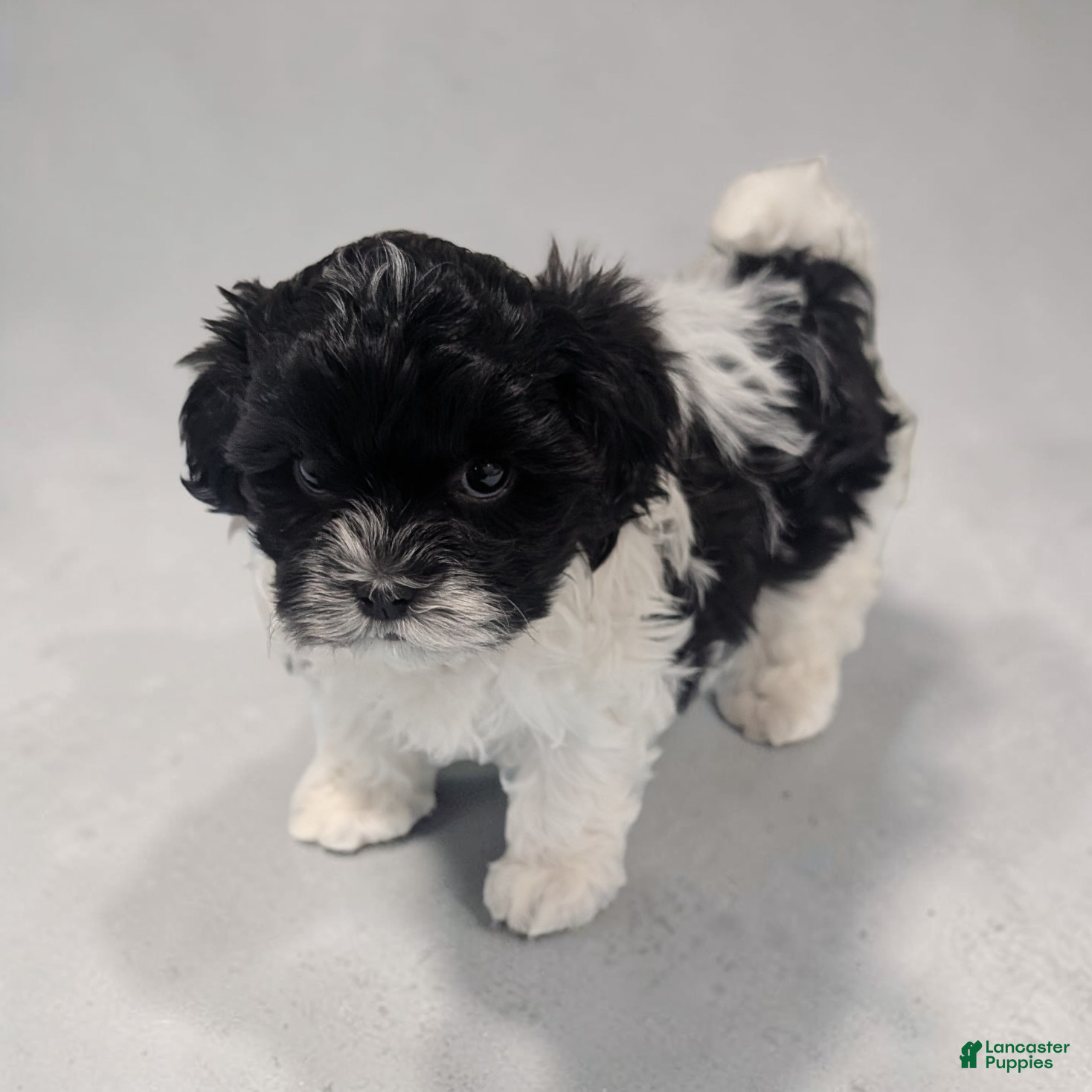 Shihpoo dogs Oreo - Ad 1