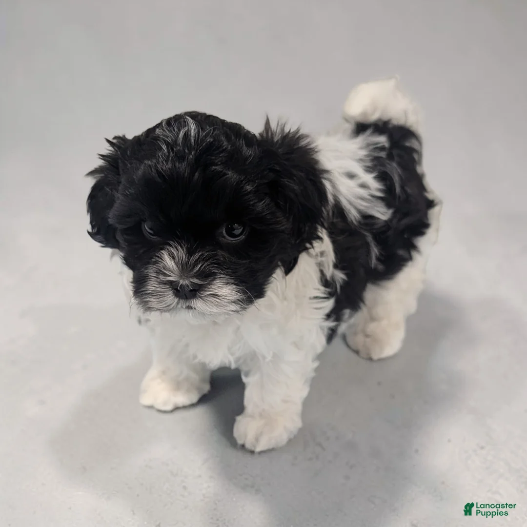 Shihpoo dogs for sale: Oreo - Ad 1