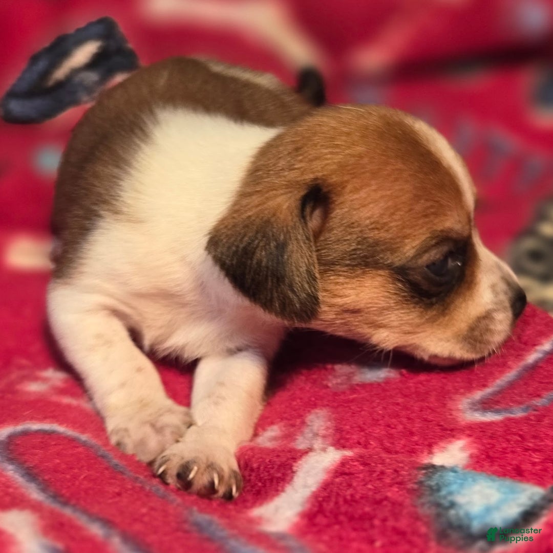Beagle dogs for sale: Luke Queen Elizabeth Pocket Beagle - Ad 8