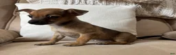 Chihuahua dogs for sale: Franny - Ad 5
