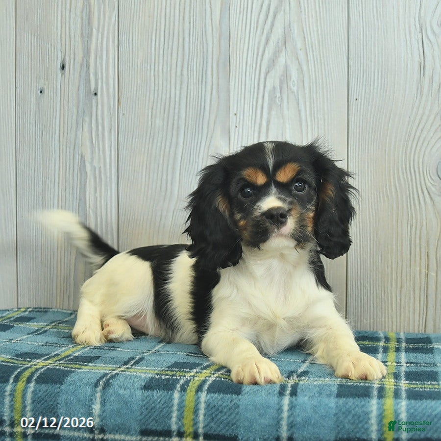 Cavalier King Charles Spaniel dogs Brook  - Ad 1