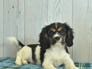 Cavalier King Charles Spaniel dogs for sale: Brook - Ad 1