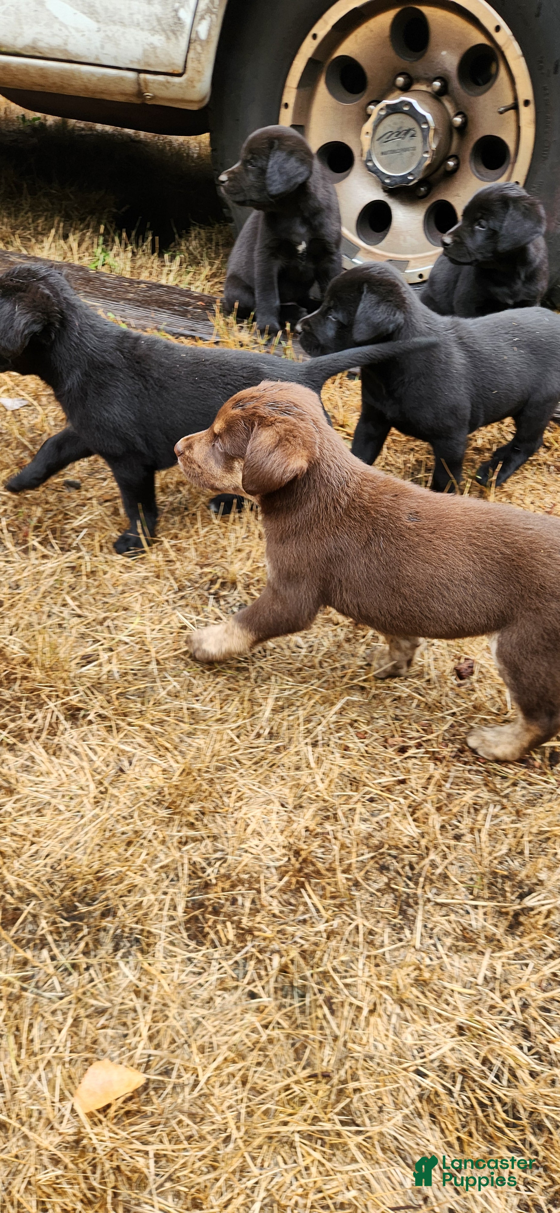 Labrador Retriever dogs Labrador Retriever 1 - Ad 21