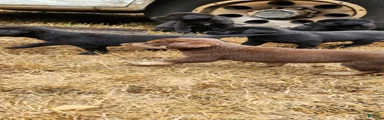 Labrador Retriever 1