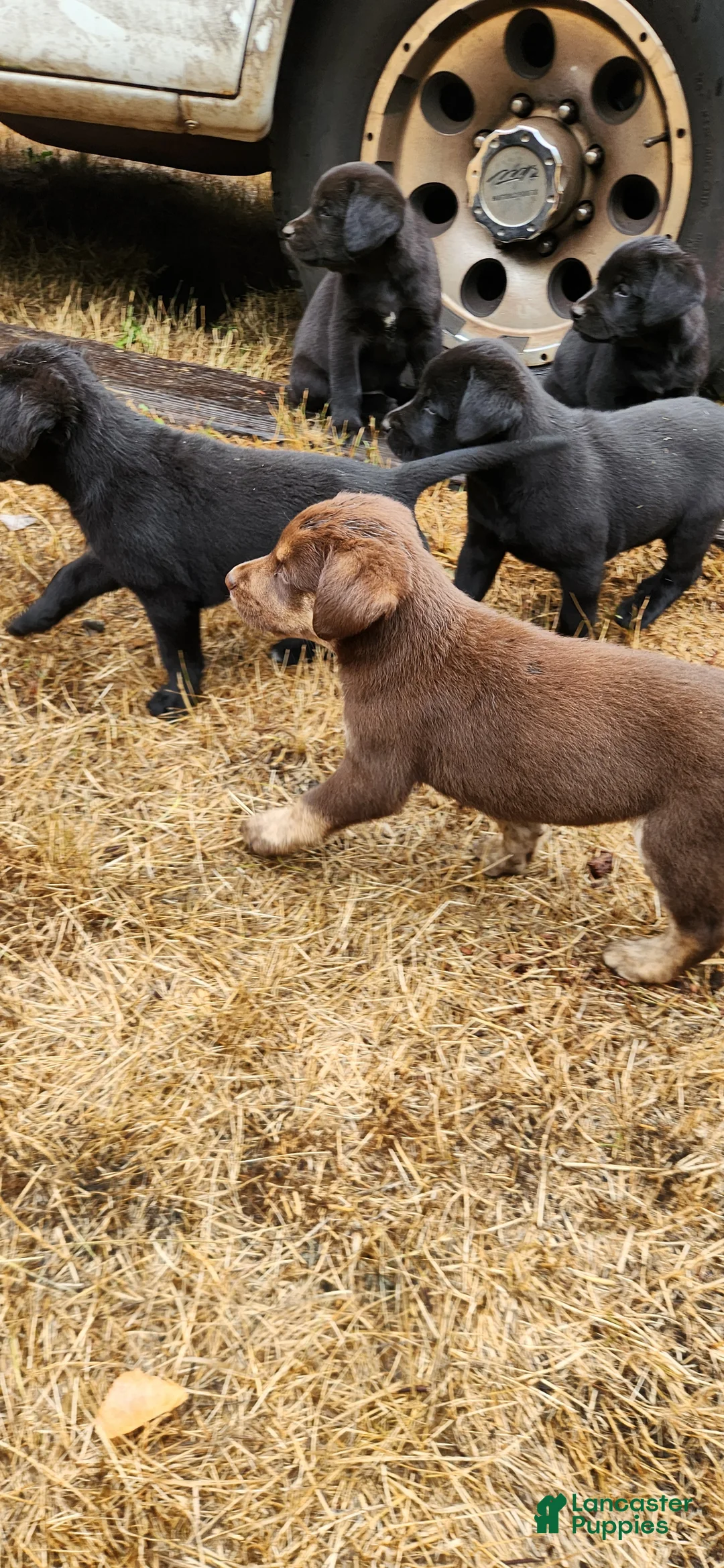 Labrador Retriever dogs for sale: Labrador Retriever 1 - Ad 1