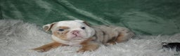 English Bulldog dogs for sale: Crystal  - Ad 8