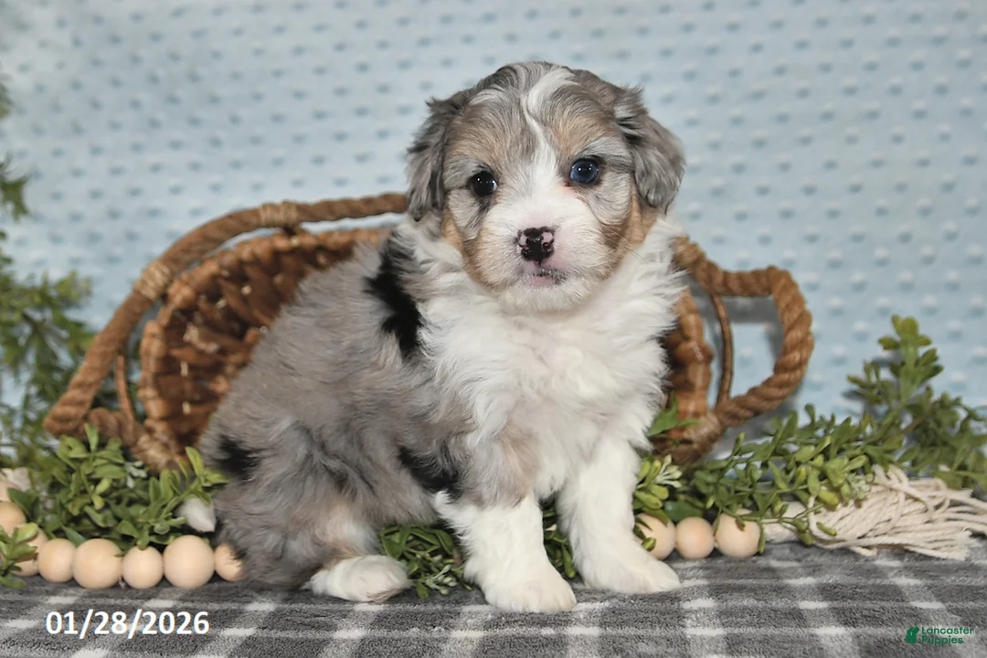 Havapoo dogs for sale: Elliott - Ad 4