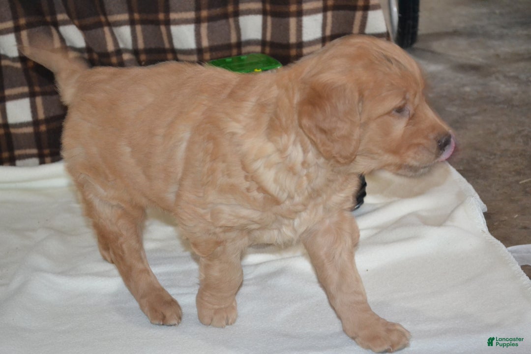 Golden Retriever dogs for sale: Robby - Ad 5