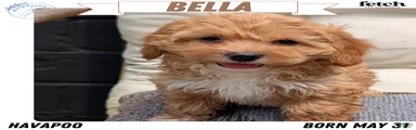 Bella