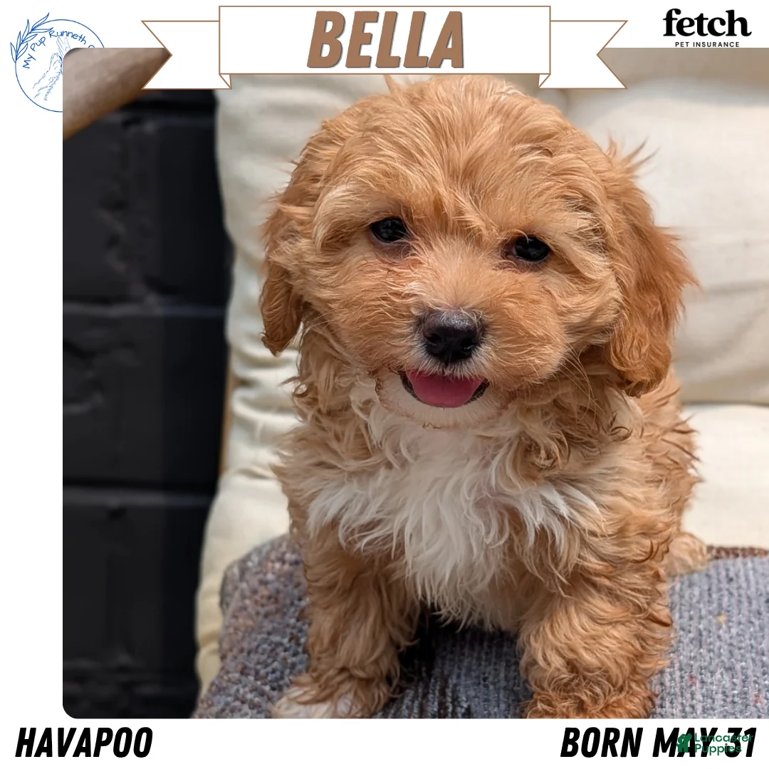Havapoo dogs for sale: Bella - Ad 1