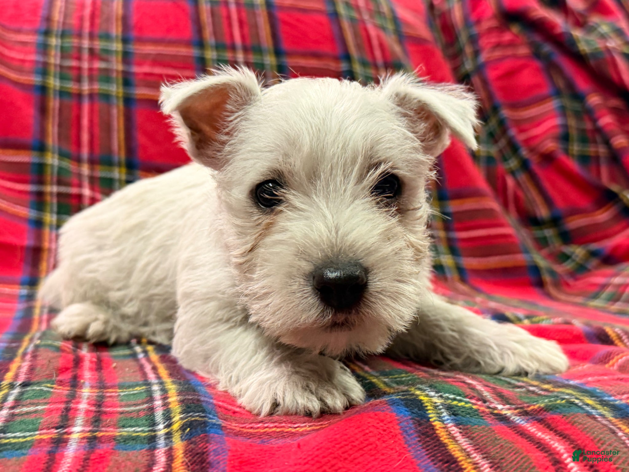 West Highland Terrier dogs for sale: Tucker - Ad 3