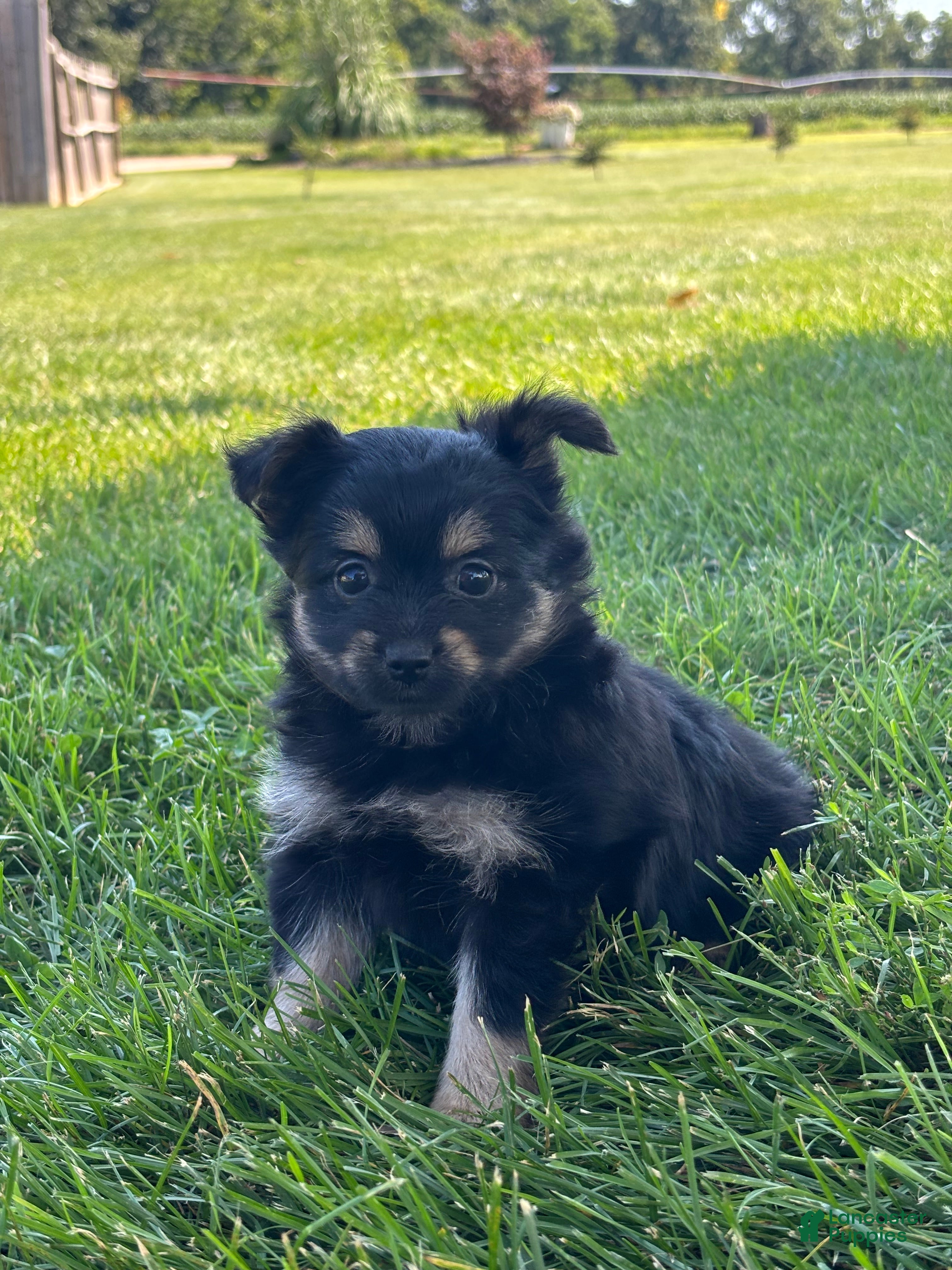 Mixed Breed dogs Lilly - Ad 2