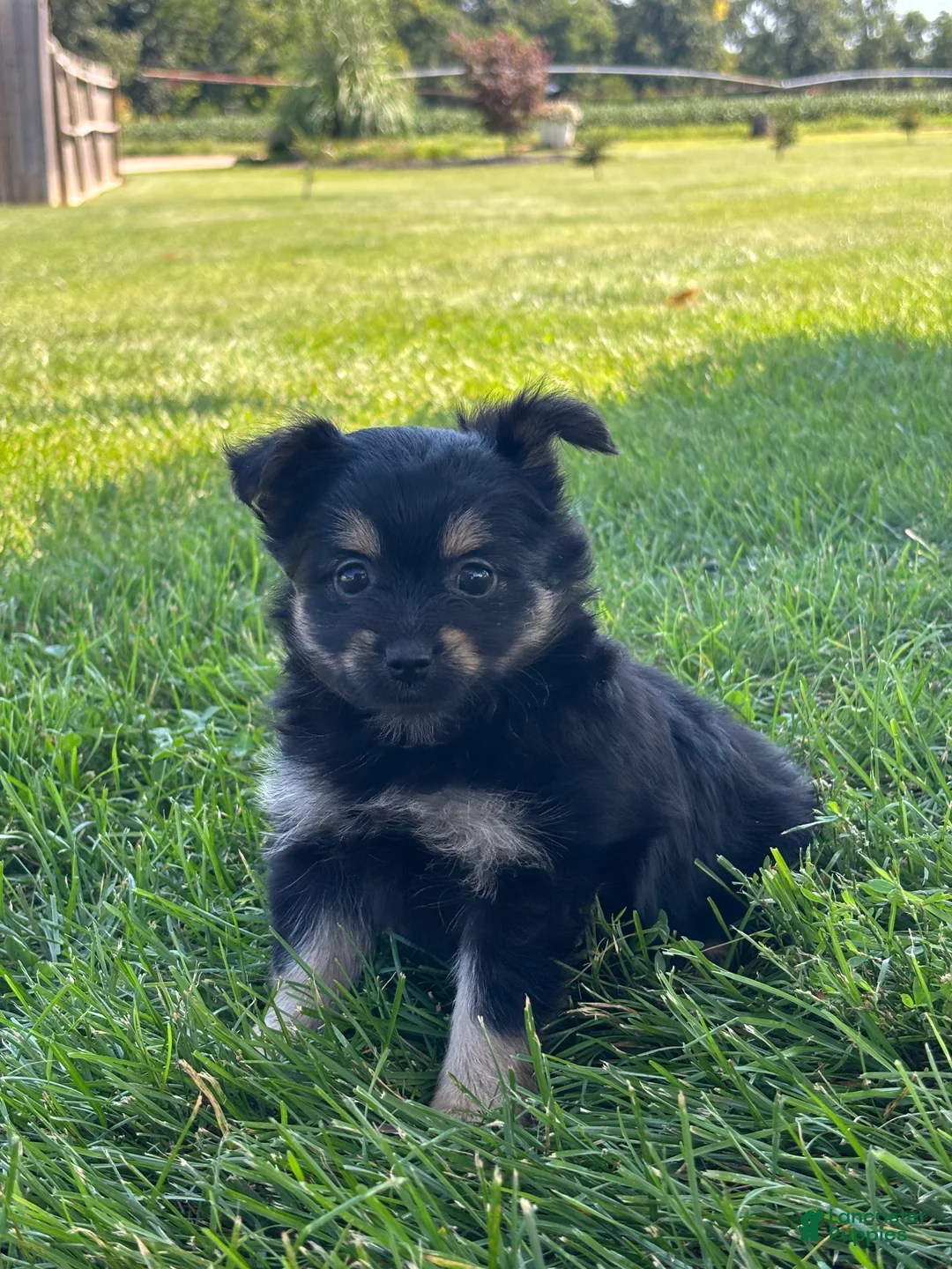 Mixed Breed dogs for sale: Lilly - Ad 2