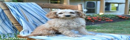 Cockapoo dogs for sale: Faith - Ad 11