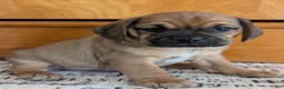 Puggle dogs for sale: Kidd - Ad 9