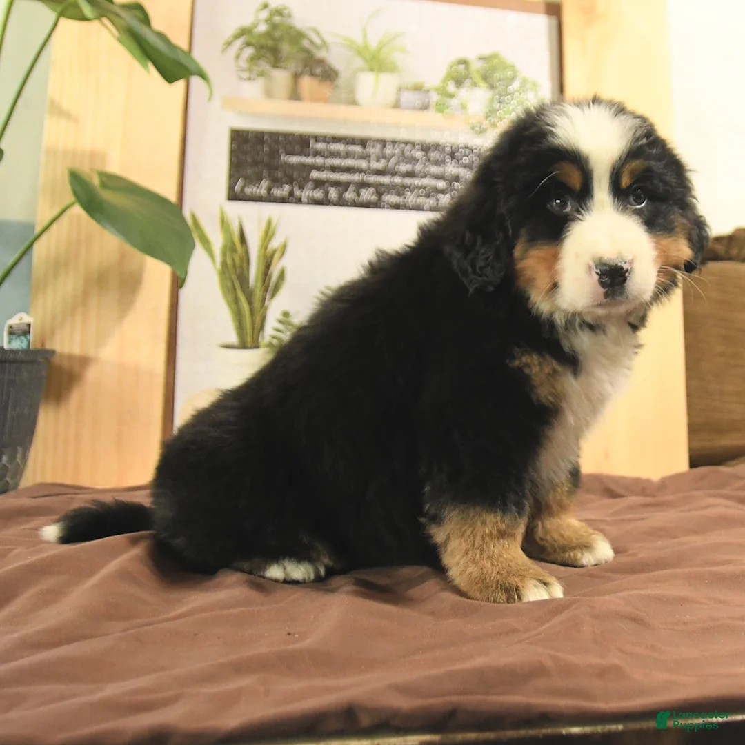 Bernedoodle dogs for sale: Robin - Ad 5