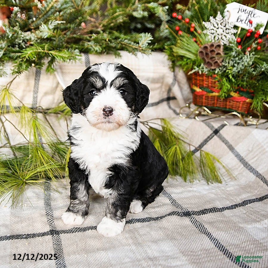 Mini Bernedoodle dogs Millie - Ad 10