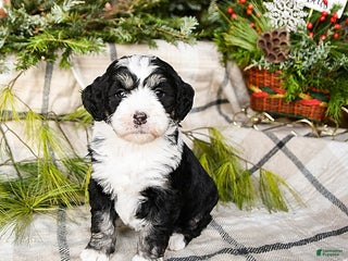 Mini Bernedoodle dogs Millie - Ad 12