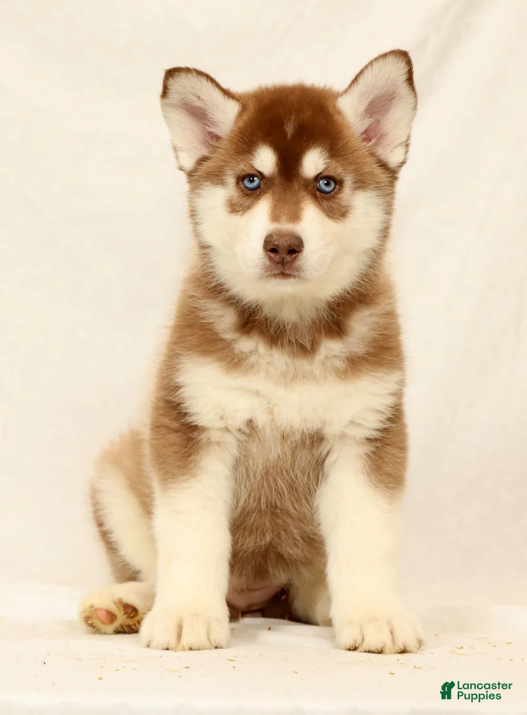 Gerberian Shepsky dogs for sale: Abby - Ad 2