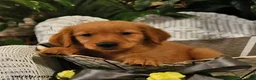 Golden Retriever dogs for sale: Brynlee - Ad 4