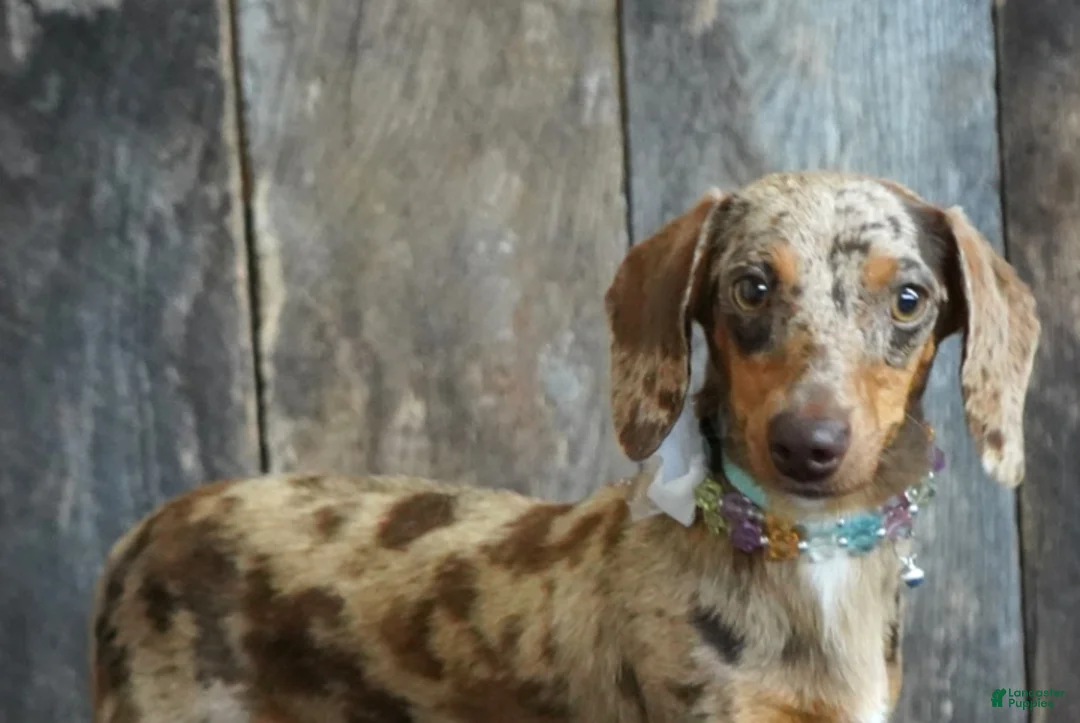 Miniature Dachshund dogs for sale: Burke - Ad 7