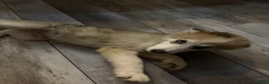 Ollie