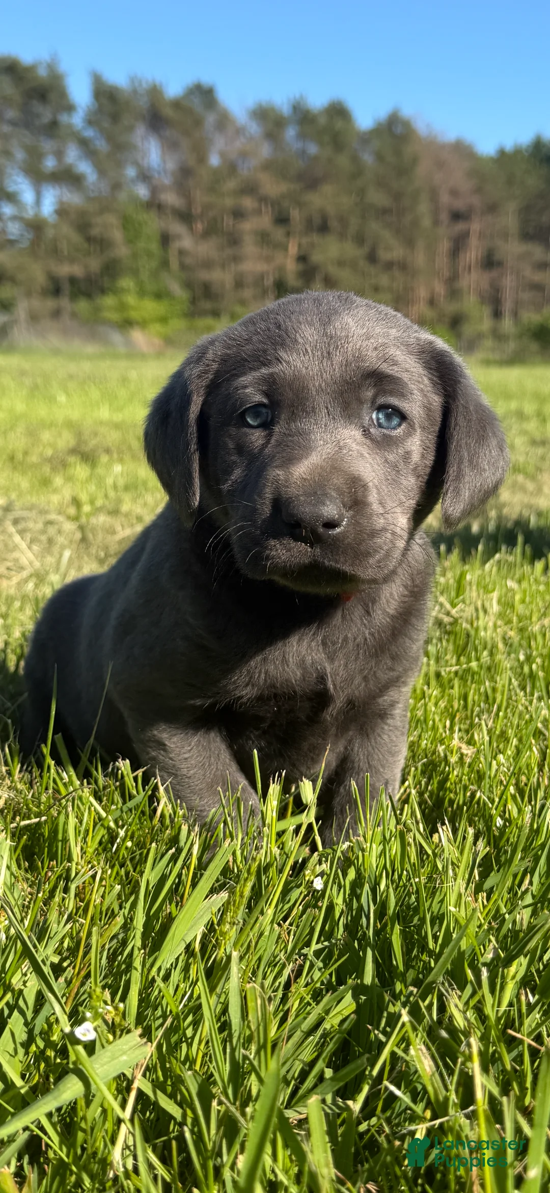 Labrador Retriever dogs for sale: Labrador Retriever Puppy 3 - Ad 1