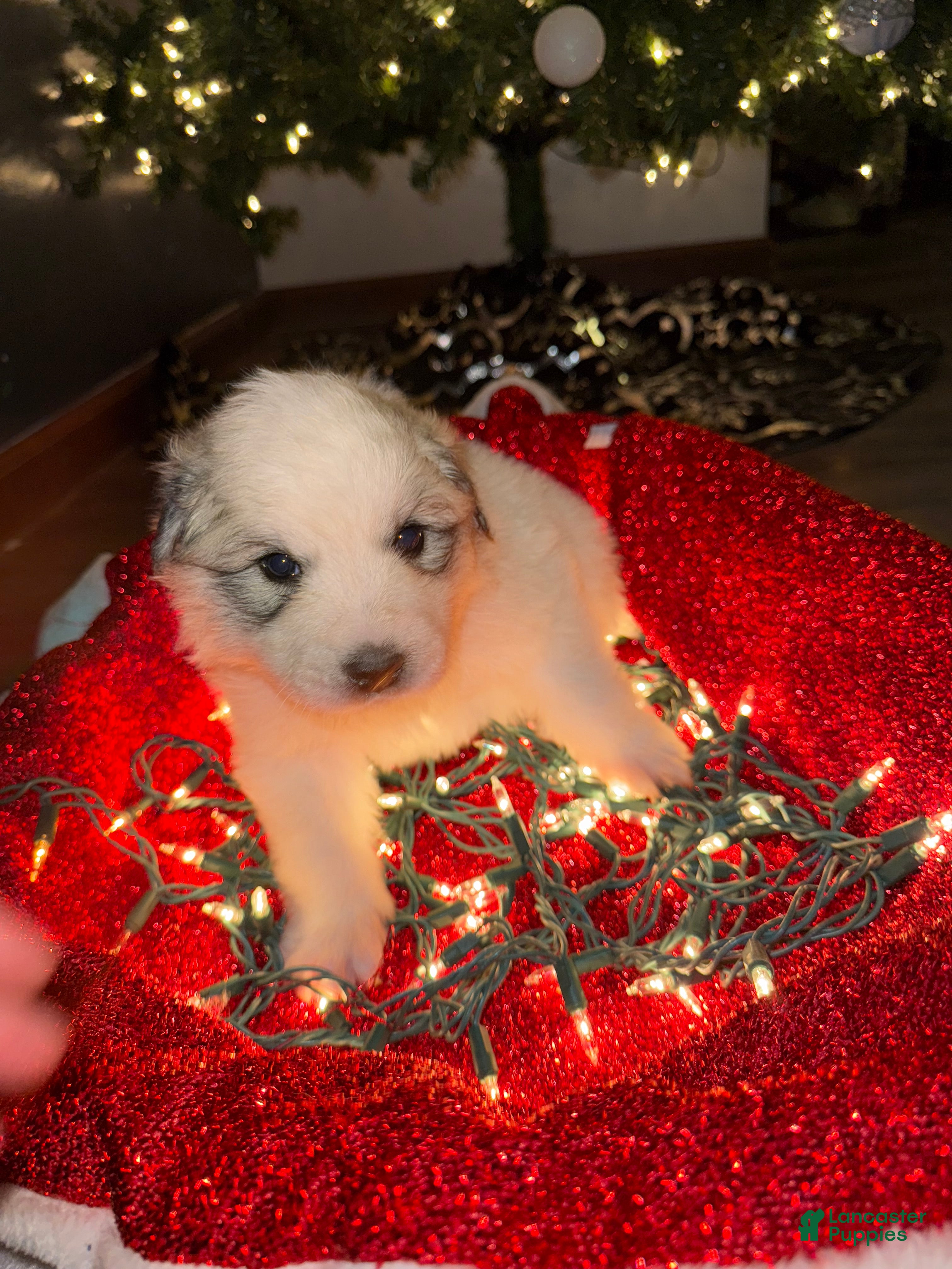 Great Pyrenees dogs Daisy- Dark pink  - Ad 9