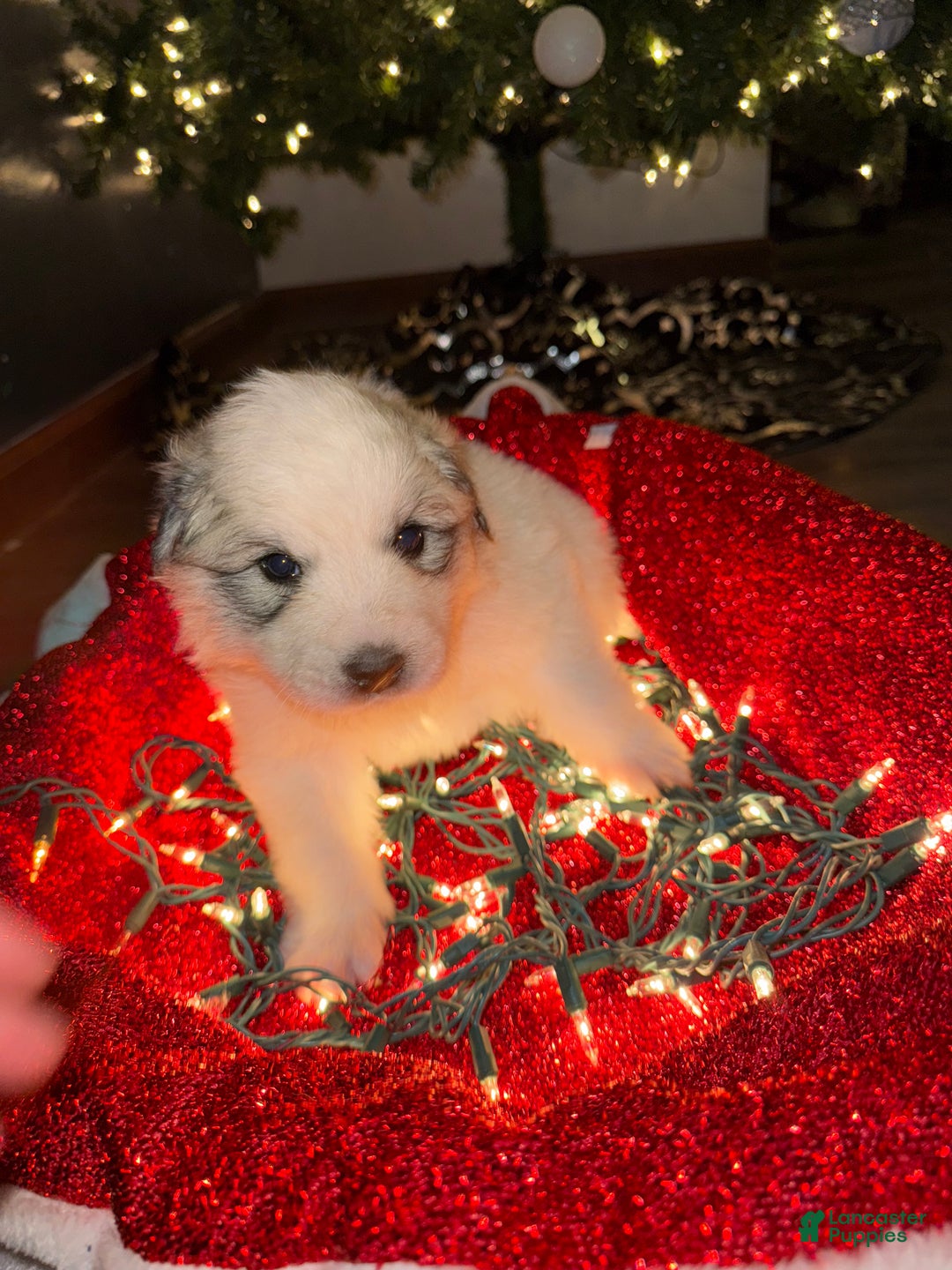 Great Pyrenees dogs for sale: Daisy- Dark pink  - Ad 1