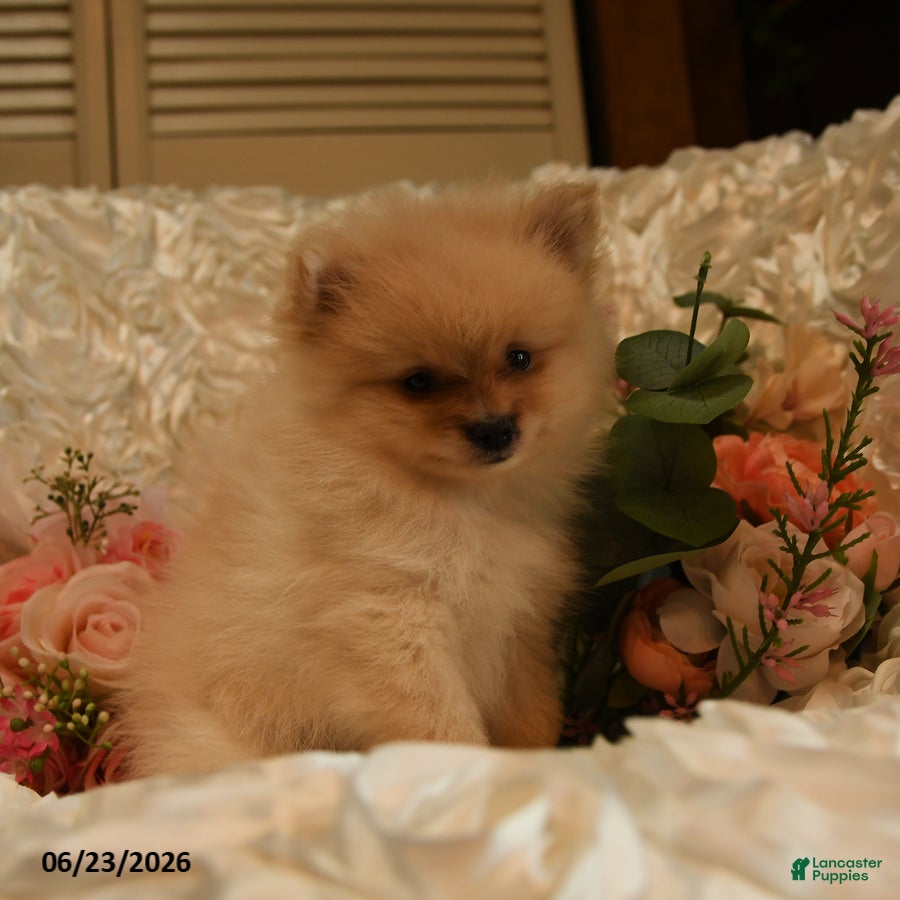 Pomeranian dogs Pickwick - Ad 2