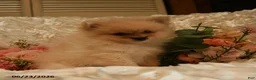 Pomeranian dogs for sale: Pickwick - Ad 2
