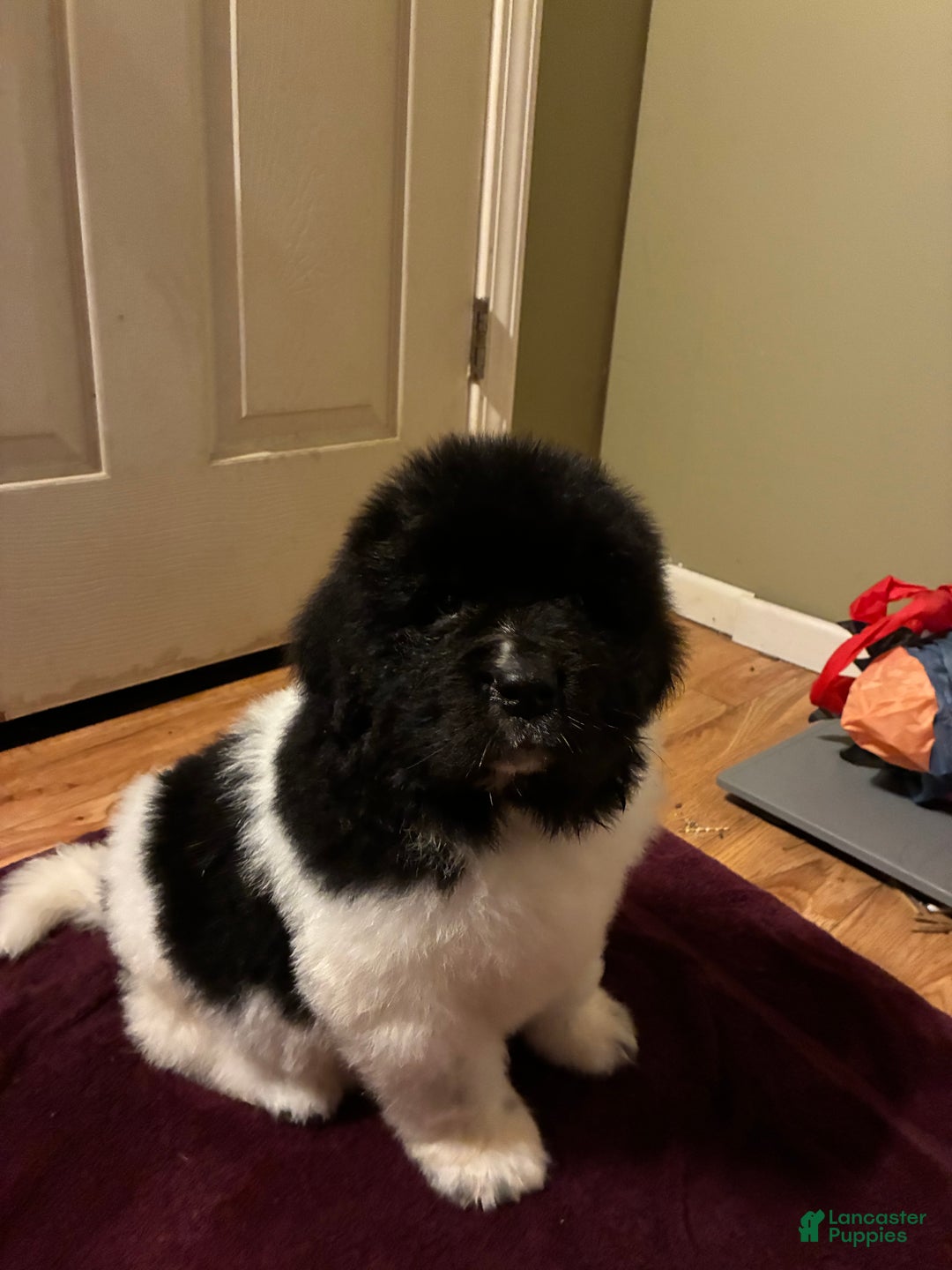 Newfoundland dogs for sale: Newfoundland Puppy 1 - Ad 4