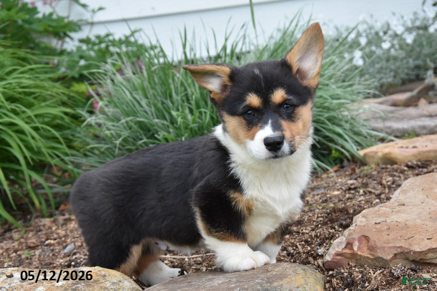 Welsh Corgi Pembroke dogs Mason - Ad 1