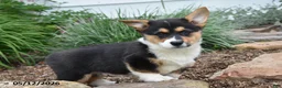 Welsh Corgi Pembroke dogs for sale: Mason - Ad 1