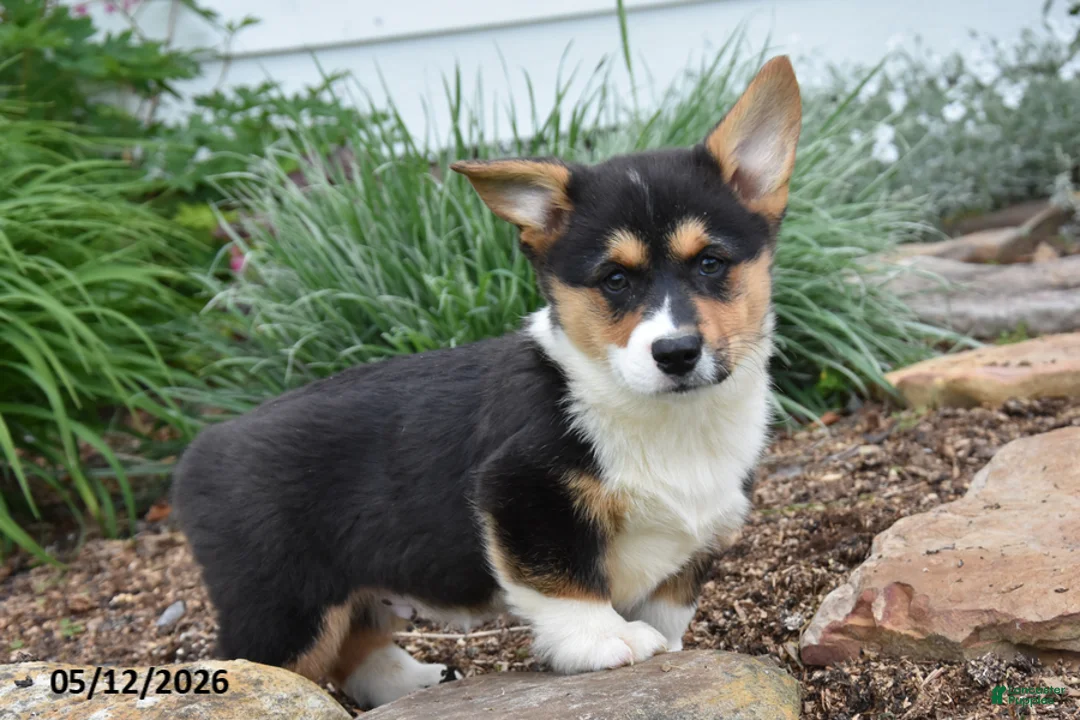 Welsh Corgi Pembroke dogs for sale: Mason - Ad 1