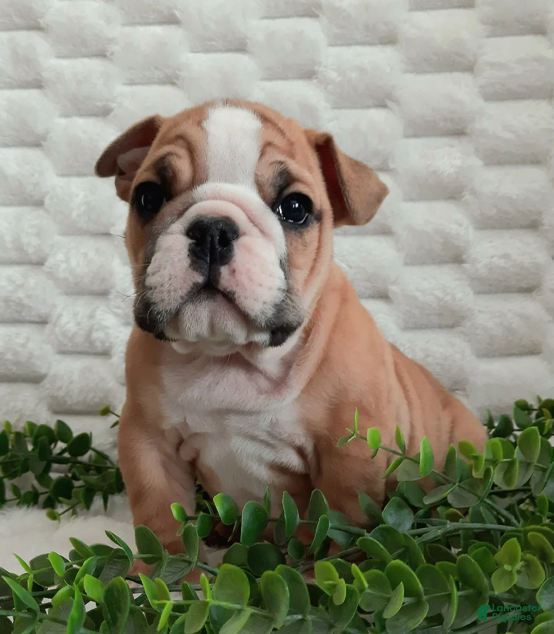 English Bulldog dogs for sale: Duke - Ad 1