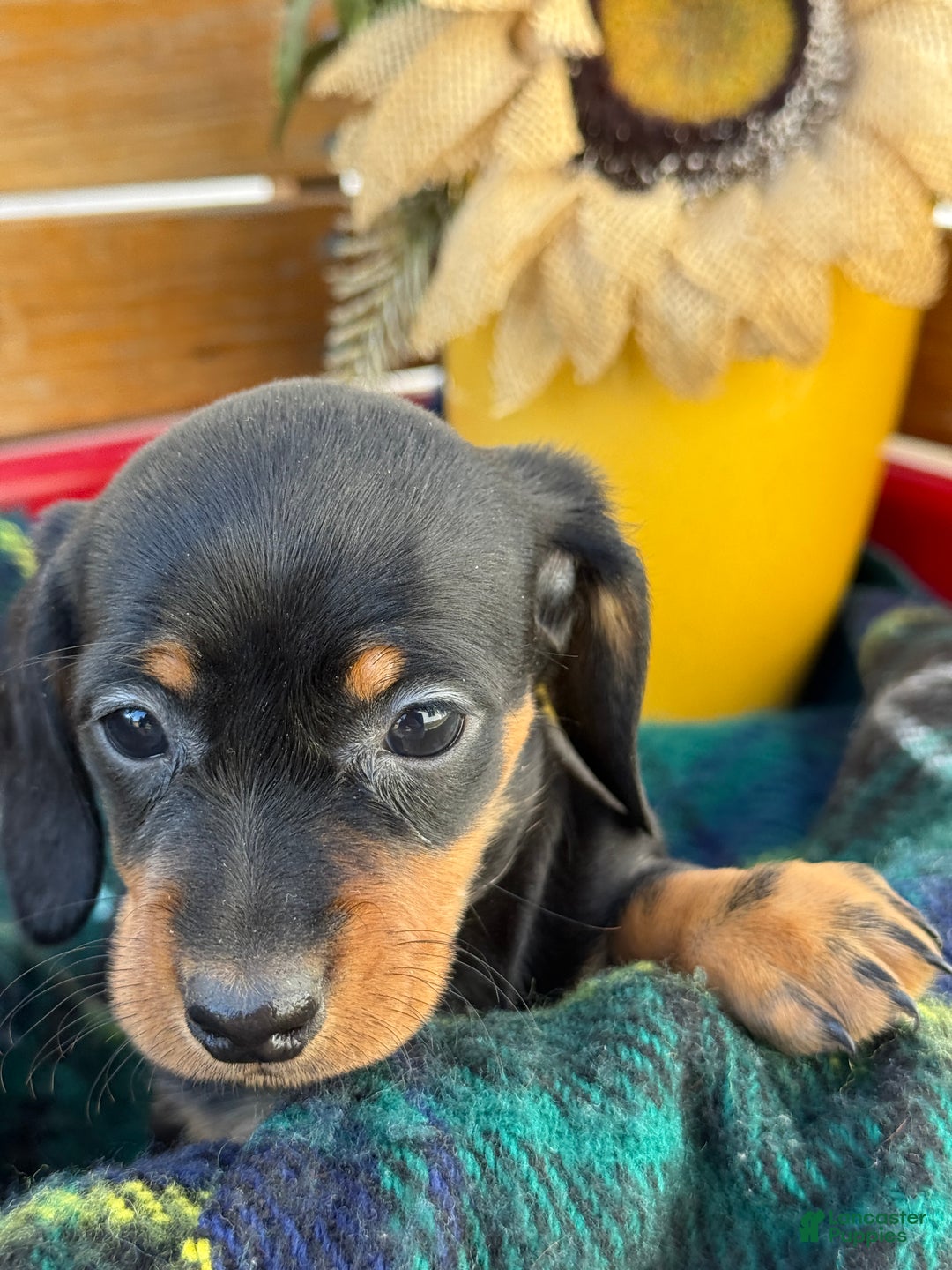 Miniature Dachshund dogs for sale: Clara - Ad 3