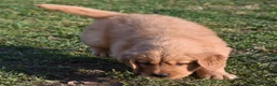 Golden Retriever dogs for sale: Daisy     Genetic/OFA - Ad 5
