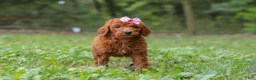 Goldendoodle dogs for sale: Lila - Ad 4