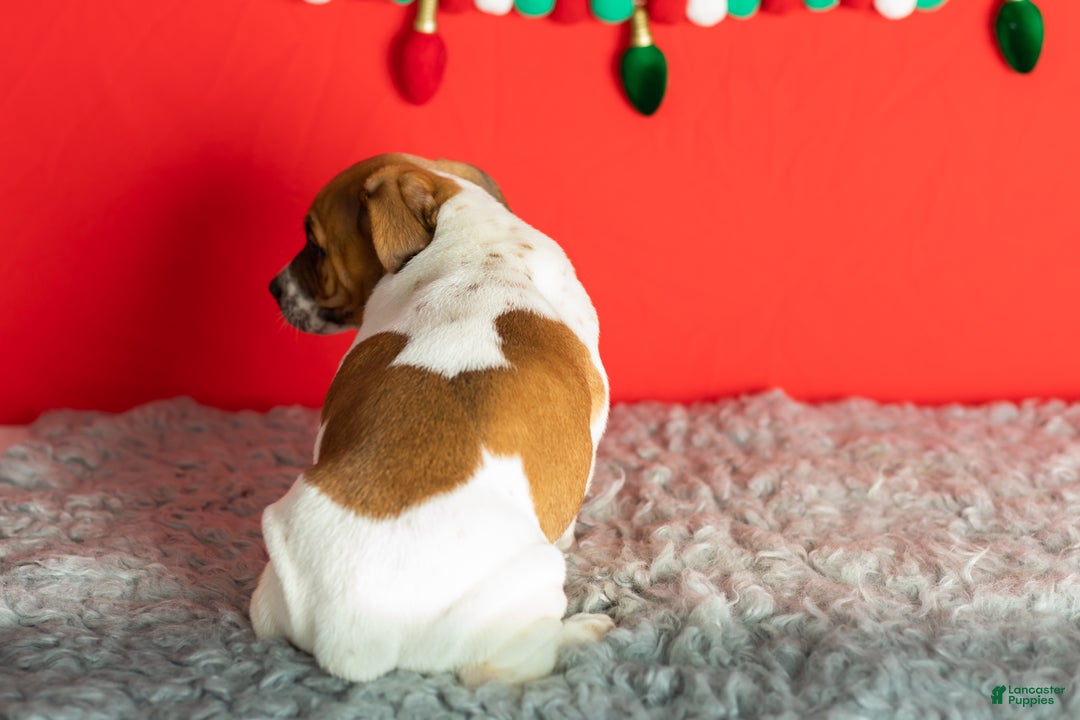 Mixed Breed dogs for sale: Bella - Ad 4