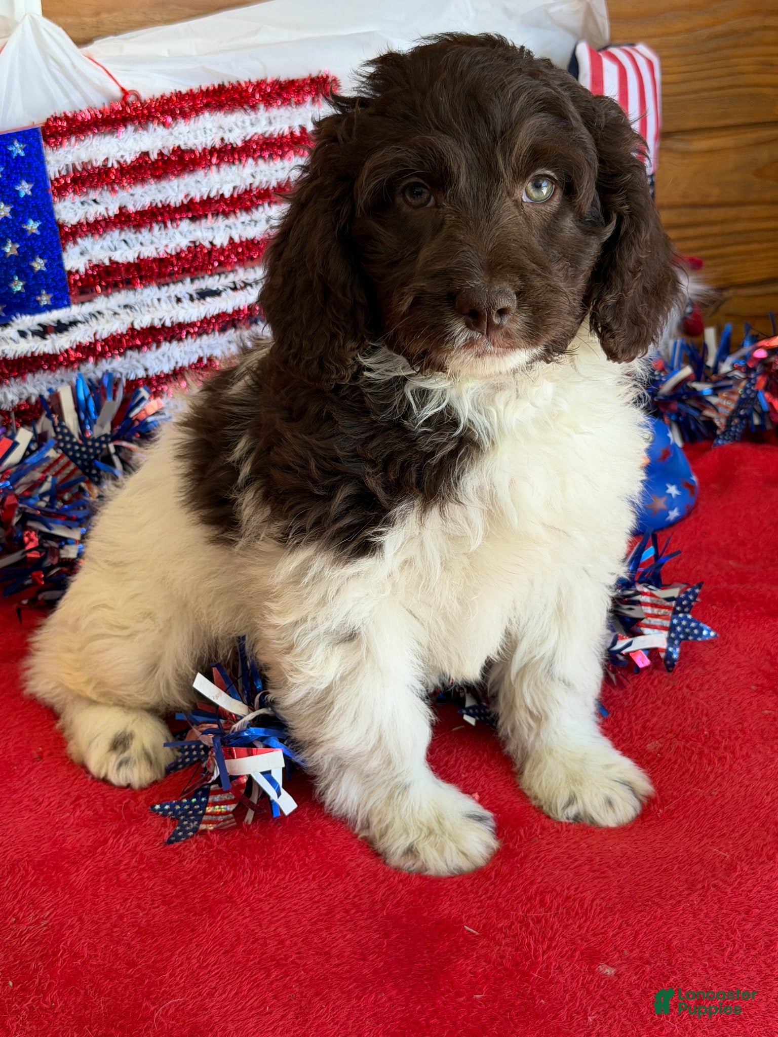 Mini Goldendoodle dogs Maria - Ad 25