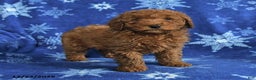 Mini Goldendoodle dogs for sale: Elvis - Ad 2