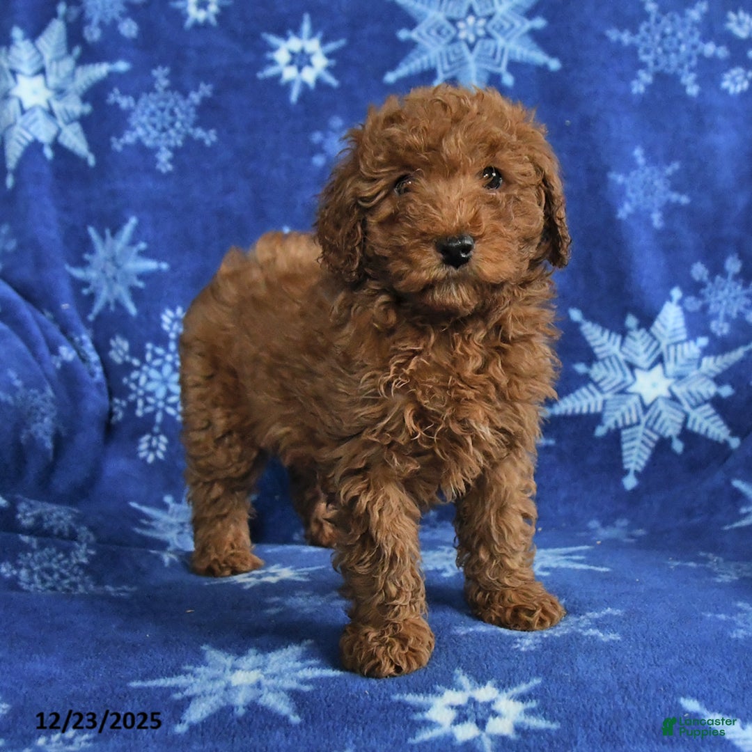 Mini Goldendoodle dogs for sale: Elvis - Ad 2