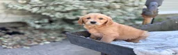 Golden Retriever dogs for sale: Melon - Ad 9
