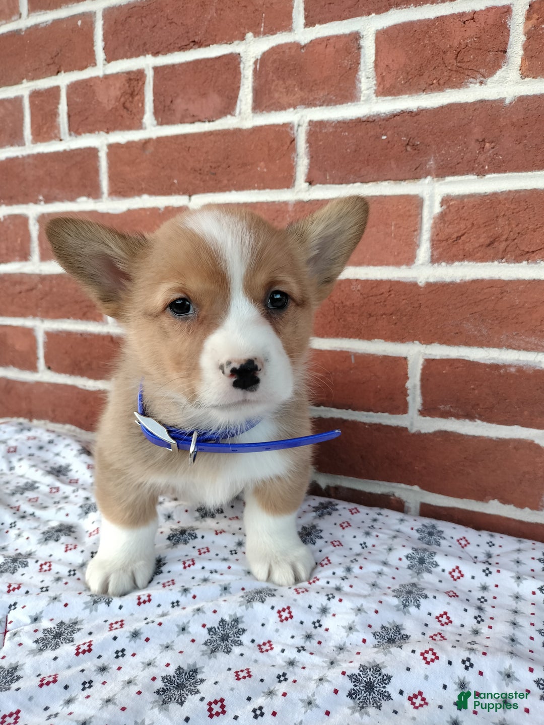 Welsh Corgi Pembroke dogs for sale: Mike - Ad 2