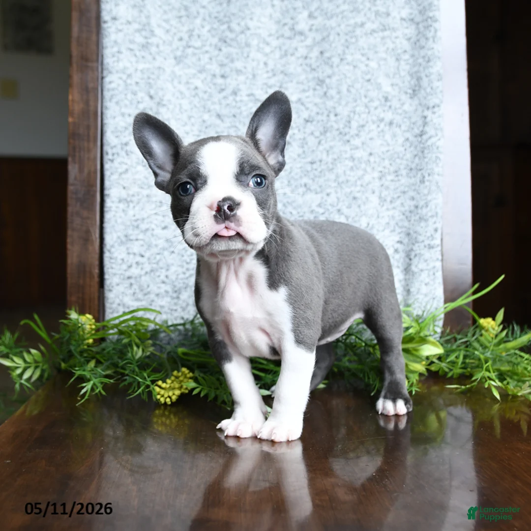 Boston Terrier dogs for sale: Ellie - Ad 5