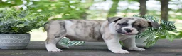 Olde English Bulldogge dogs for sale: Austin - Ad 2
