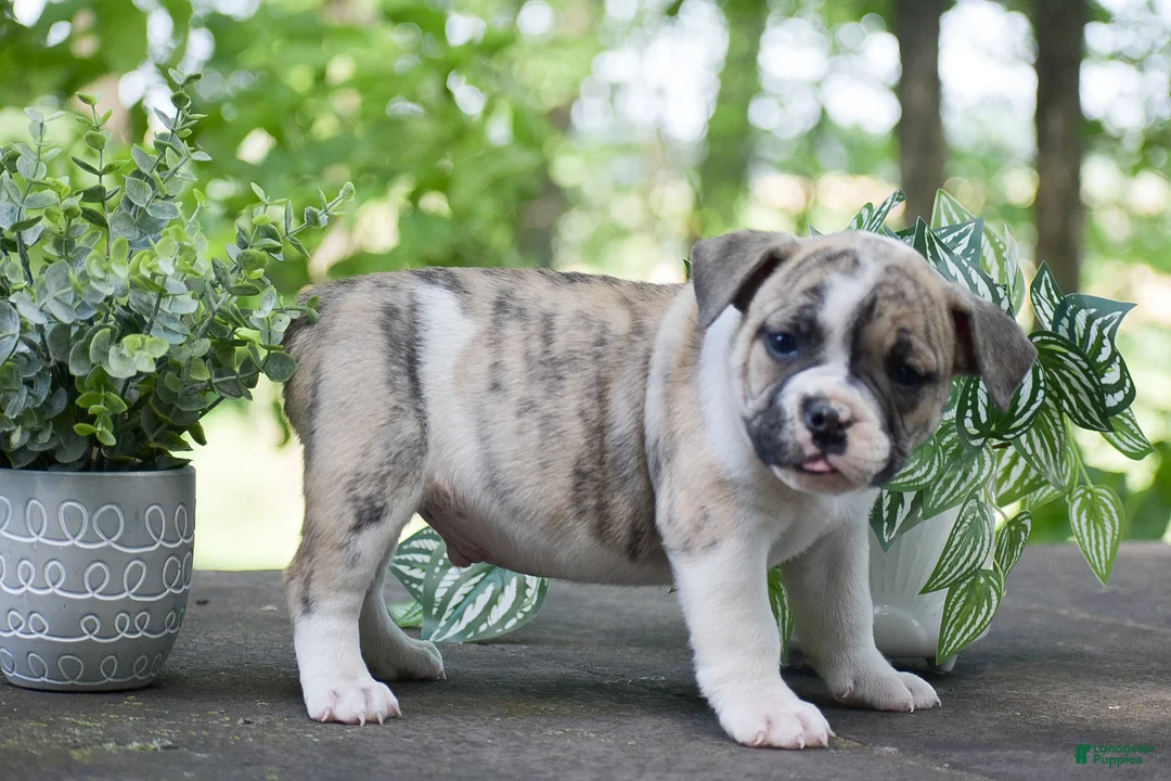Olde English Bulldogge dogs for sale: Austin - Ad 2