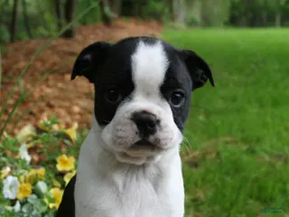 Boston Terrier dogs Buttercup - Ad 37